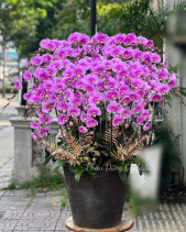 Lan Hồ Điệp Tết 2023 (11 Cành) - belovedbeyond.com