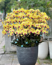 Tấn Lộc 08 - Lan Tết 2023 (30 Cành) - belovedbeyond.com