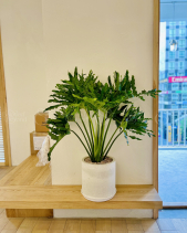 Trầu Bà Thanh Xuân - belovedbeyond.com