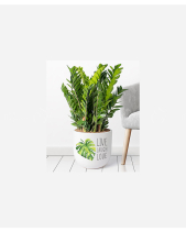 Zz Plant - belovedbeyond.com