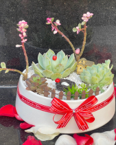 Chậu Sen Đá - belovedbeyond.com