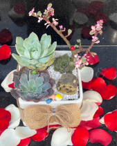 Chậu Sen Đá - belovedbeyond.com