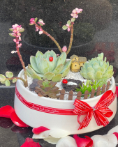 Sen Đá - belovedbeyond.com