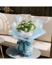 Bó Hoa Cúc Họa Mi - belovedbeyond.com