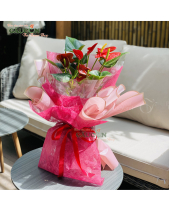 Bó Hoa Hồng Môn - belovedbeyond.com