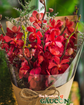 Hoa Sinh Viên - belovedbeyond.com