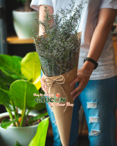 Hoa Sinh Viên - belovedbeyond.com