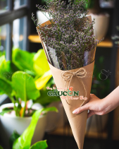 Hoa Sinh Viên - belovedbeyond.com