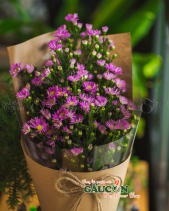 Hoa Sinh Viên - belovedbeyond.com