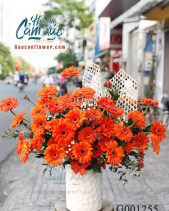 Hoa Đồng Tiền - belovedbeyond.com