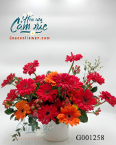 Hoa Đồng Tiền - belovedbeyond.com