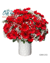 Hoa Đồng Tiền - belovedbeyond.com