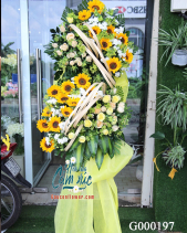 Hoa Chúc Mừng - belovedbeyond.com