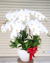 Lan Hồ Điệp Trắng - belovedbeyond.com