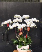 Lan Hồ Điệp Trắng - belovedbeyond.com