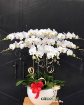 Lan Hồ Điệp Trắng - belovedbeyond.com