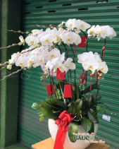 Lan Hồ Điệp Trắng - belovedbeyond.com