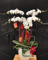 Lan Hồ Điệp Trắng - belovedbeyond.com