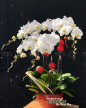 Lan Hồ Điệp Trắng - belovedbeyond.com