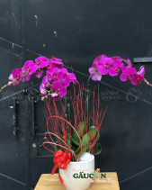 Lan Hồ Điệp Tím Hồng - belovedbeyond.com