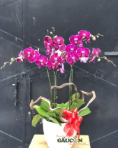 Lan Hồ Điệp Tím Hồng - belovedbeyond.com