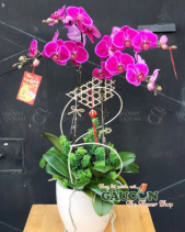 Lan Hồ Điệp Tím Hồng - belovedbeyond.com