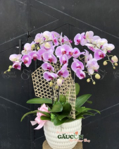 Lan Hồ Điệp Tím Hồng - belovedbeyond.com