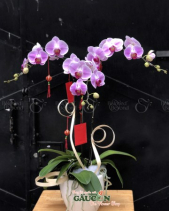 Lan Hồ Điệp Tím Hồng - belovedbeyond.com