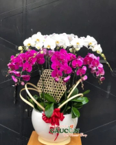 Lan Hồ Điệp Mix - belovedbeyond.com