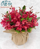 Hoa Sinh Nhật - belovedbeyond.com