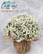 Hoa Sinh Nhật - belovedbeyond.com