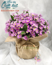 Hoa Sinh Nhật - belovedbeyond.com