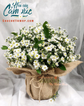 Hoa Sinh Nhật - belovedbeyond.com