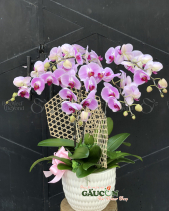 G000528 - belovedbeyond.com