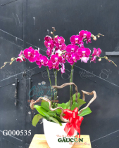 G000535 - belovedbeyond.com