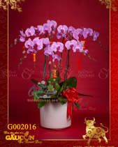 Hồ Điệp Hồng - belovedbeyond.com