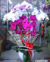 G000349 - belovedbeyond.com