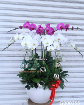 G000355 - belovedbeyond.com