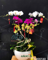 G000540 - belovedbeyond.com