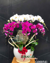 G000541 - belovedbeyond.com
