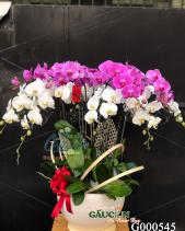 G000545 - belovedbeyond.com