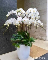 G000325 - belovedbeyond.com
