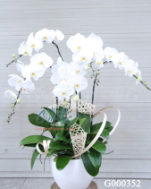 G000352 - belovedbeyond.com