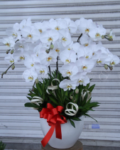 G000356 - belovedbeyond.com