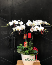 G000523 - belovedbeyond.com