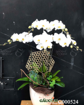 G000524 - belovedbeyond.com