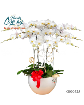 G000525 - belovedbeyond.com