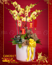 Hồ Điệp Vàng - belovedbeyond.com