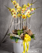 Hồ Điệp Vàng - belovedbeyond.com