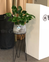 Cây Xanh Văn Phòng - belovedbeyond.com